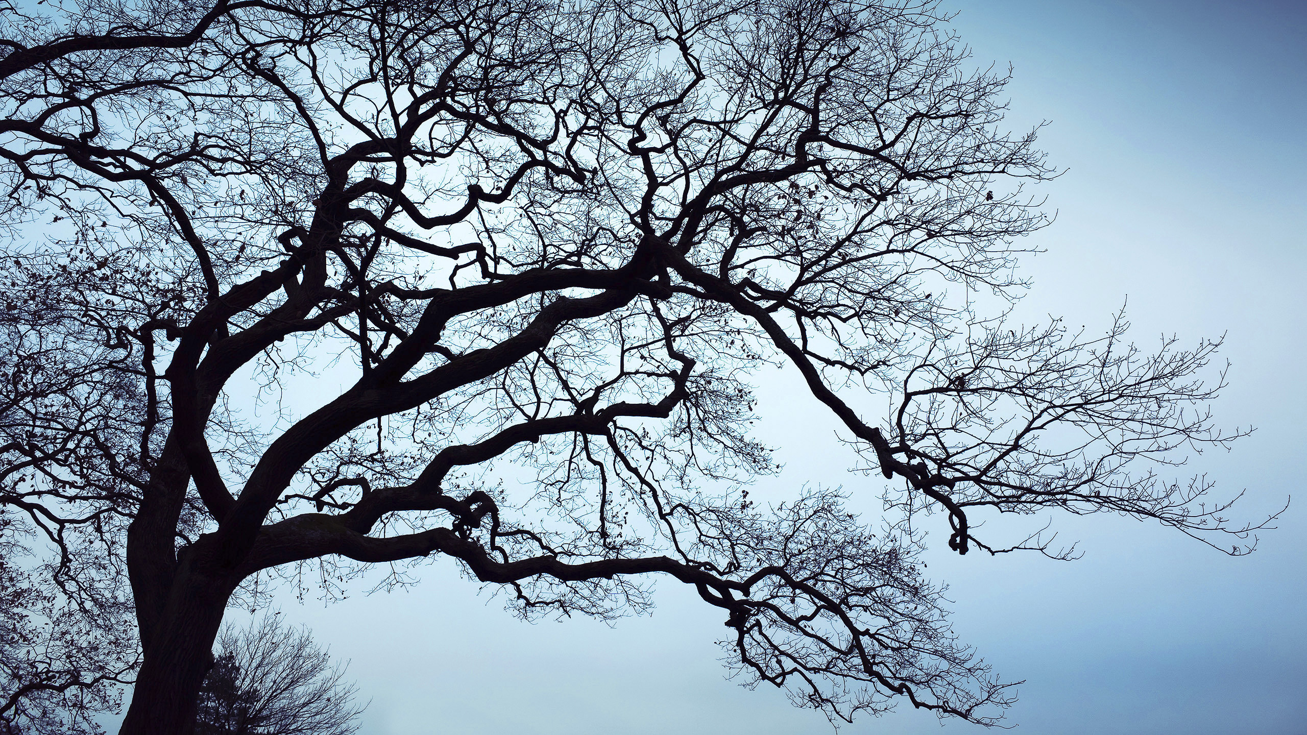 Old leafless bare tree over blue sky background